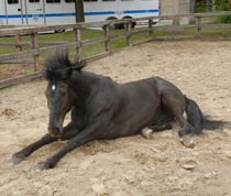 Black Jack se rafraîchit en se couchant dans le sable