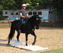 H&eacute;ros doing a desensitization exercise: walking on a soft, noisy surface