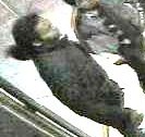 Suspect 2 - �v�nement du 25 mars 2013